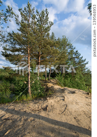 Pine Forest Trail on a Sunny Day Pine Forest Trail on a Sunny Day 139568953