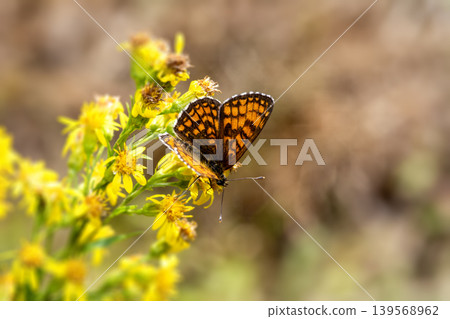 Orange butterfly on yellow flowers in nature Orange butterfly on yellow flowers in nature 139568962