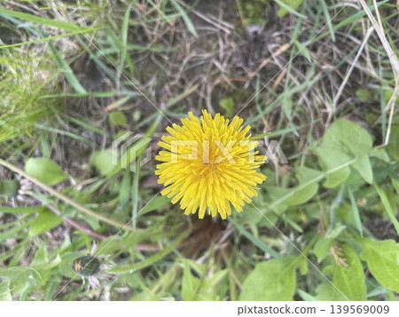 Green spring plants in rural village Green spring plants in rural village 139569009