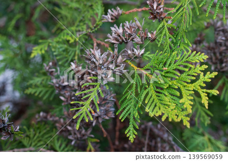 Evergreen thuja branches with mature brown cones. The contrast between vibrant green needles and small, dry thuja cones. Evergreen thuja branches with mature brown cones. The contrast between vibrant green needles and small, dry thuja cones. 139569059