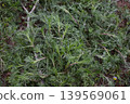 Fresh green wormwood plant with silver-grey leaves growing in the garden, medicinal herb Artemisia absinthium 139569061