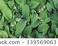 Lush lilies of the valley with white bell-shaped flowers and broad green leaves spring forest groundcover top view 139569063