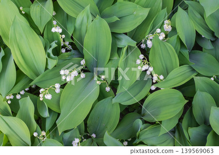 Lush lilies of the valley with white bell-shaped flowers and broad green leaves spring forest groundcover top view 139569063