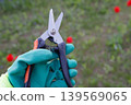 Hand in protective glove holding sharp metal garden pruners on a blurred green background with red tulips, professional horticulture shears 139569065