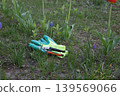 Protective gardening gloves and metal pruners lying on green grass in a spring garden near blooming tulips and muscari flowers 139569066