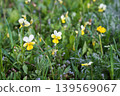 Wild small pansy flowers Viola tricolor in green grass, yellow and white petals macro view 139569067