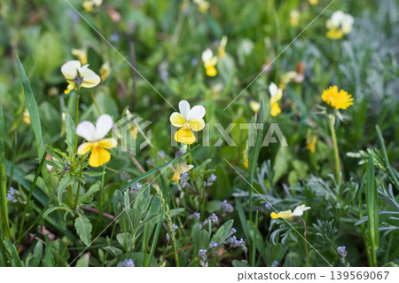 Wild small pansy flowers Viola tricolor in green grass, yellow and white petals macro view Wild small pansy flowers Viola tricolor in green grass, yellow and white petals macro view 139569067