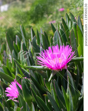 Pink ice plant flowers blooming, vibrant succulent leaves thriving in bright sun, natural Mediterranean flora in Bitez, Turkey 139569130