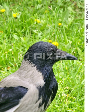 A profile portrait of a black-breasted hooded crow Corvus against a blurred background of green grass A profile portrait of a black-breasted hooded crow Corvus against a blurred background of green grass 139569154