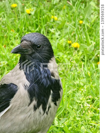 Close-up of a black-breasted Hooded Crow Corvus against a blurred background of green grass Close-up of a black-breasted Hooded Crow Corvus against a blurred background of green grass 139569158
