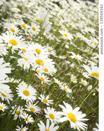 Clusters of white Shasta daisies shining in the early summer light, and beautiful quince blossoms. Clusters of white Shasta daisies shining in the early summer light, and beautiful quince blossoms. 139569162