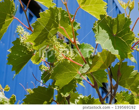 Grapes Grapes 139569192