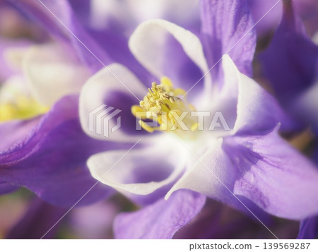 沐浴在春日陽光下的耬斗菜花(20260428062510) 沐浴在春日陽光下的耬斗菜花(20260428062510) 139569287