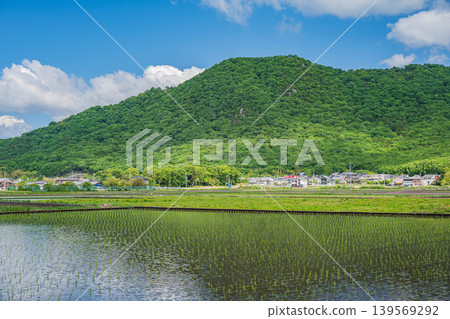 Mount Minotsukuri as seen from the rice paddies of the Omi Plain, Higashiomi City, Shiga Prefecture 139569292