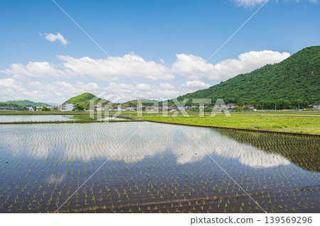 滋賀縣東近見市內插秧後的稻田 滋賀縣東近見市內插秧後的稻田 139569296