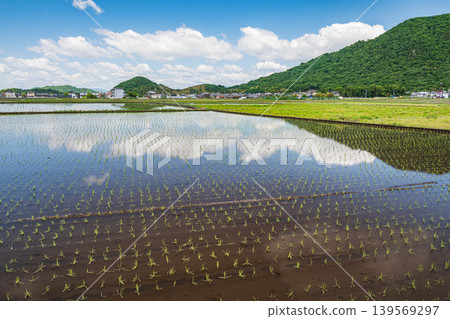 滋賀縣東近見市內插秧後的稻田 滋賀縣東近見市內插秧後的稻田 139569297