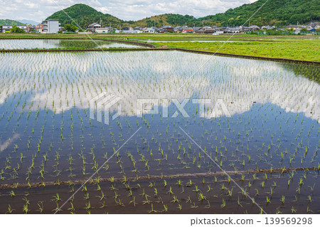 Rice paddies after planting, Higashiomi City, Shiga Prefecture 139569298