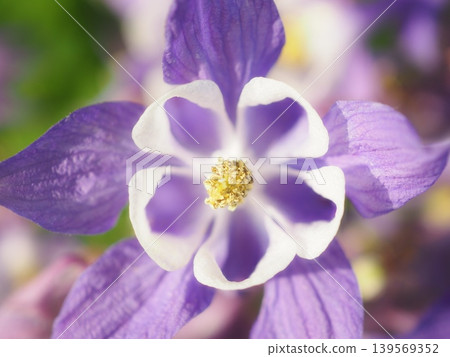 Columbine flowers viewed from directly above (20260428062538) Columbine flowers viewed from directly above (20260428062538) 139569352