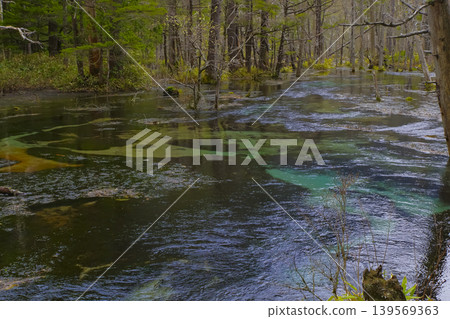 Landscape of the Dakesawa Marshland in Kamikochi, Nagano Prefecture 139569363