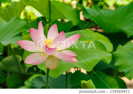 lotus flower peeking out from between the leaves lotus flower peeking out from between the leaves 139569451