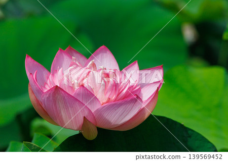 A beautiful lotus flower A beautiful lotus flower 139569452