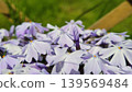 現在仍然發芽 139569484