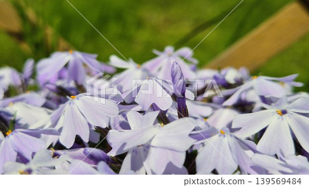現在仍然發芽 現在仍然發芽 139569484