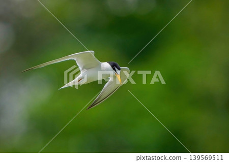 A close-up of a little tern flying in search of prey against a green background. A close-up of a little tern flying in search of prey against a green background. 139569511