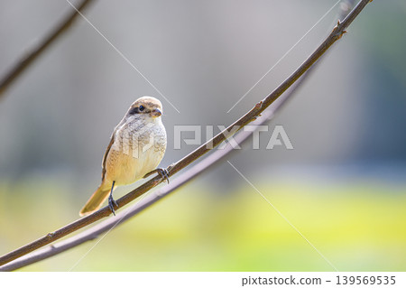 A female shrike perched on a branch - a spring scene A female shrike perched on a branch - a spring scene 139569535