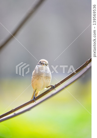 A female shrike perched on a branch - a spring scene A female shrike perched on a branch - a spring scene 139569536