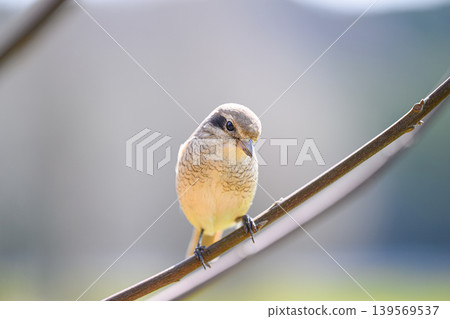 A female shrike perched on a branch - a spring scene A female shrike perched on a branch - a spring scene 139569537