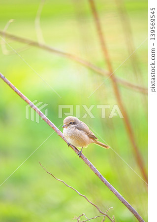 A female shrike perched on a branch - a spring scene A female shrike perched on a branch - a spring scene 139569545