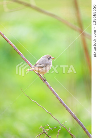 A female shrike perched on a branch - a spring scene 139569550