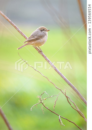 A female shrike perched on a branch - a spring scene A female shrike perched on a branch - a spring scene 139569554