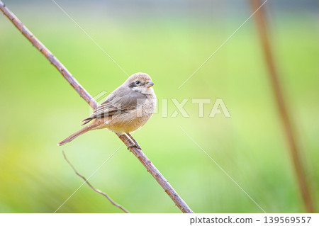 A female shrike perched on a branch - a spring scene 139569557