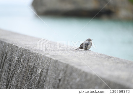 A female Blue Rock Thrush standing on the embankment. A female Blue Rock Thrush standing on the embankment. 139569573