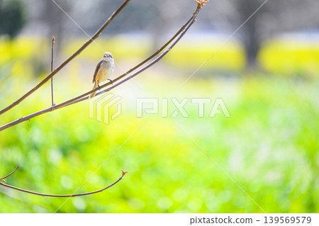 A female shrike perched on a branch - a spring scene A female shrike perched on a branch - a spring scene 139569579