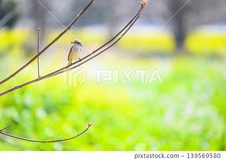 一隻雌性伯勞棲息在樹枝上—春日景象 一隻雌性伯勞棲息在樹枝上—春日景象 139569580