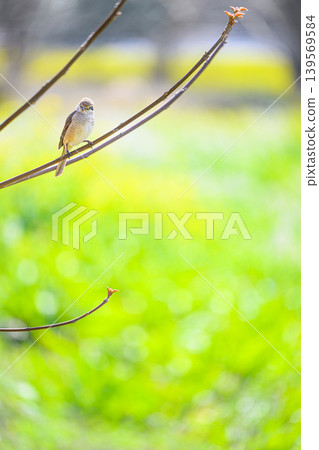 A female shrike perched on a branch - a spring scene A female shrike perched on a branch - a spring scene 139569584