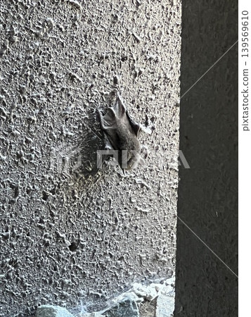 animal, animals, wall 139569610