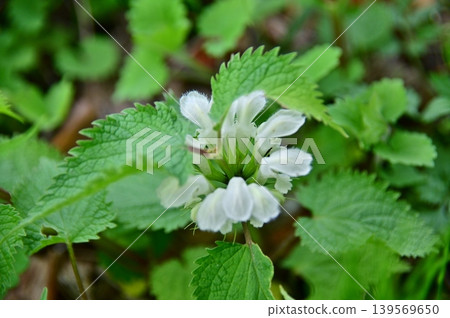 White flower White flower 139569650