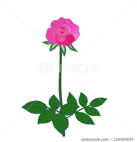 Illustration of a pink rose twig Illustration of a pink rose twig 139569697