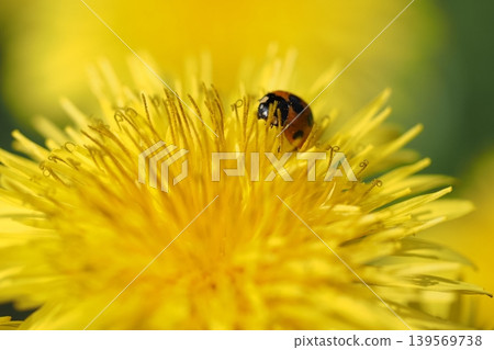 Dandelion flower and ladybug Dandelion flower and ladybug 139569738