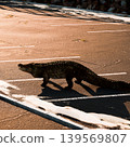 A large crocodile moves slowly across a paved surface as the sun sets in the background. The scene captures the animal in a moment of transition from land to water. 139569807