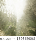 A tranquil forest scene unfolds with gentle mist enveloping tall trees and lush grass. Sunlight breaks through, creating a magical atmosphere full of life and beauty. 139569808