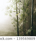 Bamboo stalks rise elegantly, their delicate leaves shimmering in a gentle mist. Soft light filters through the foliage, creating a serene and calm atmosphere in the lush forest. 139569809