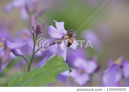 Murasaki Hanana 花和蜜蜂 Murasaki Hanana 花和蜜蜂 139569930