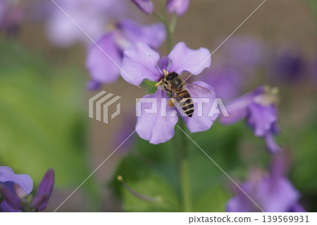 Murasaki Hanana 花和蜜蜂 Murasaki Hanana 花和蜜蜂 139569931