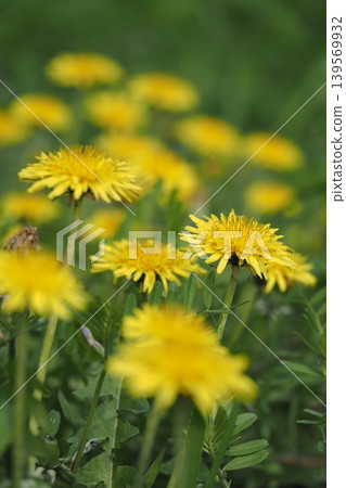 蒲公英花 蒲公英花 139569932