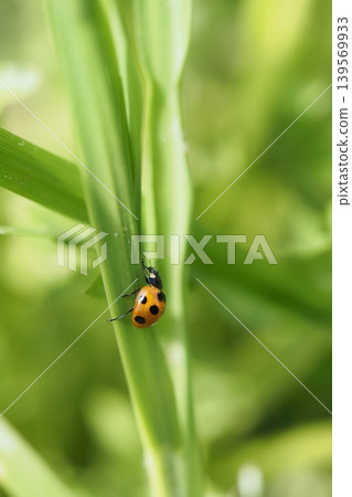 Ladybug and green stem Ladybug and green stem 139569933